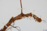 海州骨碎補藏品圖，第3張