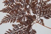 海州骨碎補藏品圖，第4張