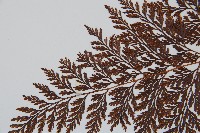 海州骨碎補藏品圖，第5張