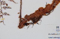 台灣小膜蓋蕨藏品圖，第3張