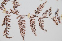 台灣小膜蓋蕨藏品圖，第4張