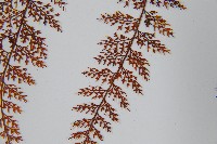 台灣小膜蓋蕨藏品圖，第5張