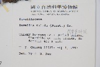 闊葉骨碎補藏品圖，第2張