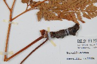 闊葉骨碎補藏品圖，第3張