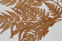 闊葉骨碎補藏品圖，第4張