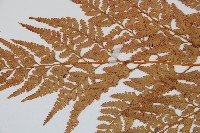 闊葉骨碎補藏品圖，第5張