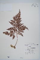 杯狀蓋陰石蕨藏品圖，第1張