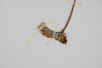 杯狀蓋陰石蕨藏品圖，第6張