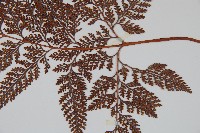 杯狀蓋陰石蕨藏品圖，第7張