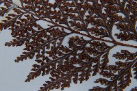 杯狀蓋陰石蕨藏品圖，第8張