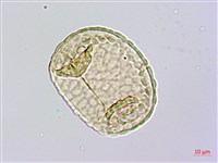 杯狀蓋陰石蕨藏品圖，第4張