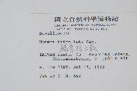 鱗葉陰石蕨藏品圖，第2張