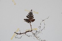 鱗葉陰石蕨藏品圖，第3張