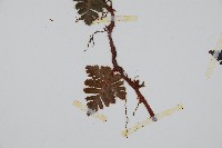 鱗葉陰石蕨藏品圖，第4張