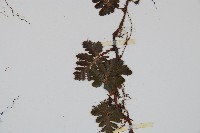 鱗葉陰石蕨藏品圖，第5張