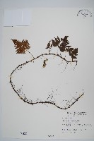 鱗葉陰石蕨藏品圖，第1張