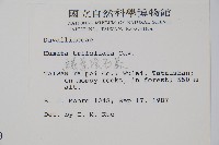 鱗葉陰石蕨藏品圖，第2張