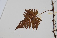 鱗葉陰石蕨藏品圖，第3張