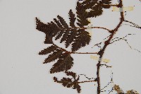 鱗葉陰石蕨藏品圖，第4張