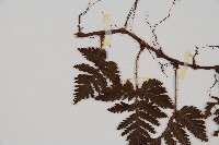 鱗葉陰石蕨藏品圖，第5張