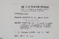 馬來陰石蕨藏品圖，第2張