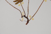 馬來陰石蕨藏品圖，第3張