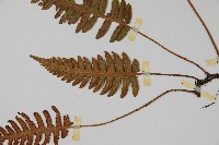 馬來陰石蕨藏品圖，第4張