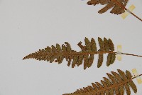 馬來陰石蕨藏品圖，第5張