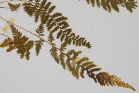 細毛碗蕨藏品圖，第3張