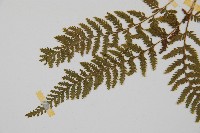 細毛碗蕨藏品圖，第4張