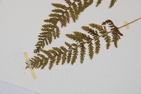 細毛碗蕨藏品圖，第5張