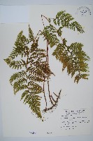 碗蕨藏品圖，第1張