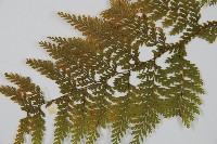 碗蕨藏品圖，第3張