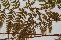 碗蕨藏品圖，第4張