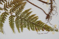 碗蕨藏品圖，第5張