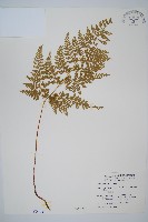 碗蕨藏品圖，第1張