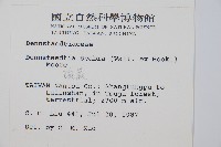 碗蕨藏品圖，第2張