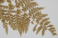 碗蕨藏品圖，第3張