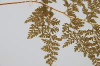 碗蕨藏品圖，第4張