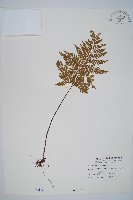 碗蕨藏品圖，第1張