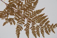 碗蕨藏品圖，第3張