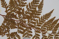 碗蕨藏品圖，第4張