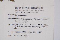 刺柄碗蕨藏品圖，第2張