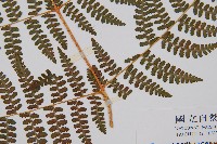 刺柄碗蕨藏品圖，第3張