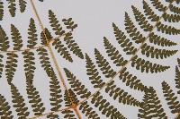 刺柄碗蕨藏品圖，第4張