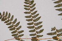 刺柄碗蕨藏品圖，第5張