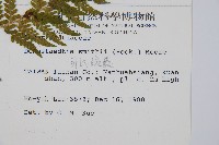 司氏碗蕨藏品圖，第5張