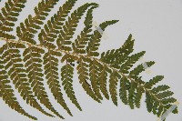 司氏碗蕨藏品圖，第6張