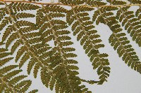 司氏碗蕨藏品圖，第7張