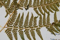 司氏碗蕨藏品圖，第8張